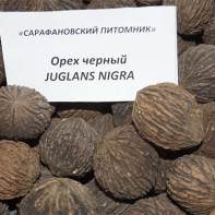 Photo of black walnut 4