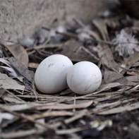 鳩の卵の写真