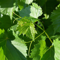 Grape Leaf Photo 2