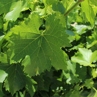 Grape Leaf Photo 3