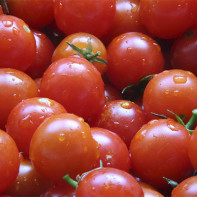 プチトマトの写真