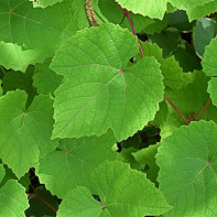 Grape Leaf Photo