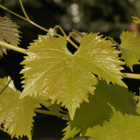 Photo of grape leaves 4