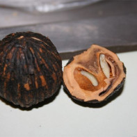 Photo of black walnut 5