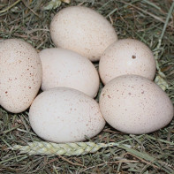 七面鳥の卵の写真 2