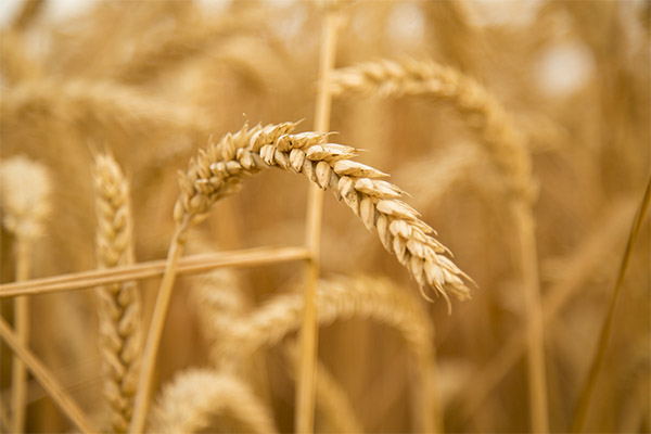 小麦に関する興味深い事実