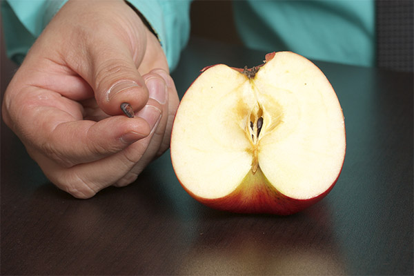 リンゴの種の正しい食べ方