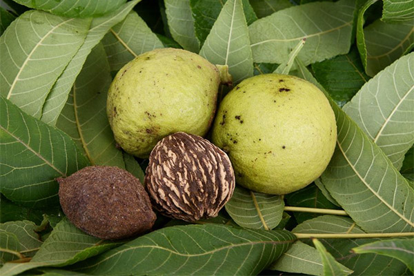 Black walnut in medicine.