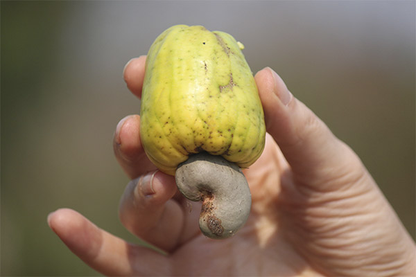 Interesting facts about cashews