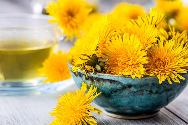When and how to harvest dandelion for tea