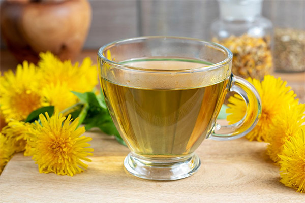 The benefits and harms of dandelion tea