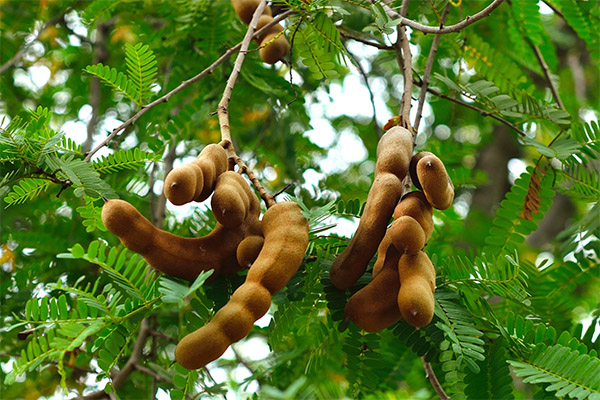 Interesting facts about tamarind