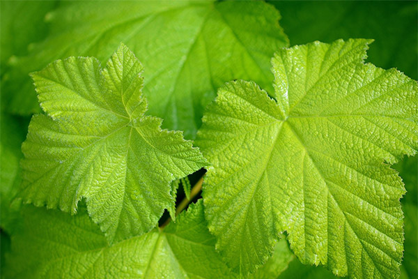 The use of grape leaves in folk medicine