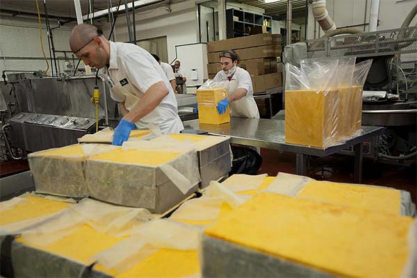 チェダーチーズ製造技術