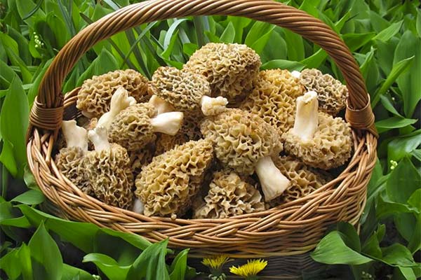 The use of morels in traditional medicine