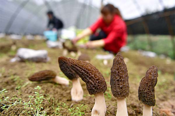 How to grow morels